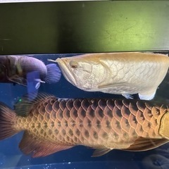 引き取り限定アルビノシルバー50から55センチ位