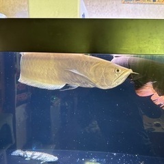 引き取り限定アルビノシルバー50から55センチ位