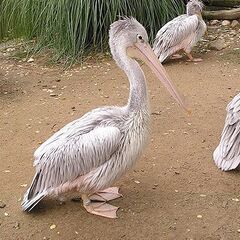 ペリカン　ペア　CBの画像