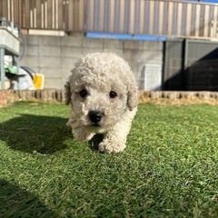 【飼い主様決まりました】トイプードルの男の子🤍