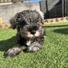 【飼い主様決まりました】Mシュナウザーの男の子🐾 - 八千代市