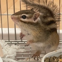 シマリス