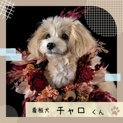 看板犬がいるリサイクルショップ🐶しげん屋の画像