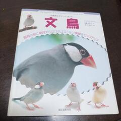 文鳥　ビギナーズガイド