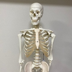 【お取引き中】人体骨格模型