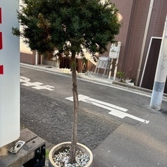 観葉植物　　インテリア