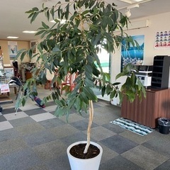 ※返信停止中※観葉植物