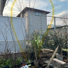 アオダモ　2.5m  鉢植え