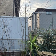 アオダモ　2.5m  鉢植え