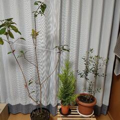 植物3、鉢3、ローラー1、木の台1【お譲り先決まりました】