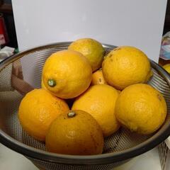 無農薬レモン1キロ