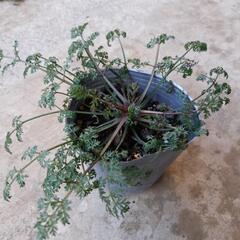 オルレアの苗(花壇用　鉢植え用)９cmポット