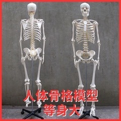 【ネット決済・配送可】【等身大】人体骨格模型