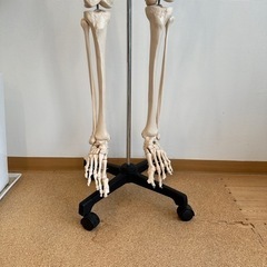 【等身大】人体骨格模型