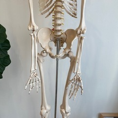 【等身大】人体骨格模型