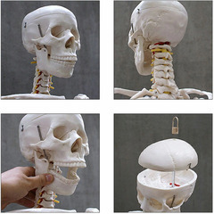【等身大】人体骨格模型