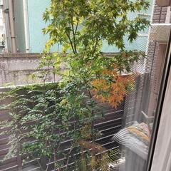 鉢植え(イロハモミジ)