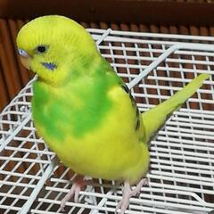 黄色¬緑色のセキセイインコが迷子です