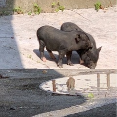 ミニブタちゃん🐷の画像