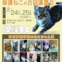 【静岡】保護ねこの合同譲渡会 in 道の駅おかべ茶屋