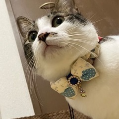 保護猫の里親さんを募集しています − 愛媛県