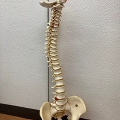 背骨と骨盤まで🦴