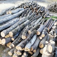 薪の原木 薪ストーブやキャンプ用などに