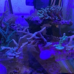 ミドリイシ　海水魚　サンゴ　珊瑚