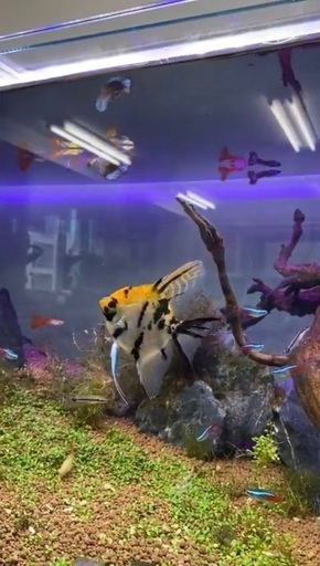 熱帯魚用水槽と台（ポンプ付き、熱帯魚はいません）