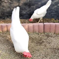 鶏2羽・ジュリアライト・メス・無料