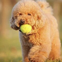 テニスボール、3個のトレーニングスポーツ、プレイクリケット犬のおもちゃ