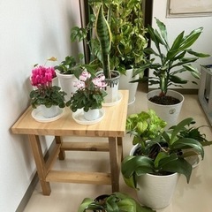 観葉植物を全て差し上げます