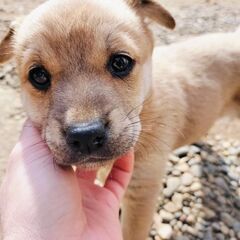 仔犬譲ります★