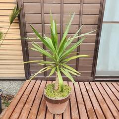 (お話し中)観葉植物　ユッカ　中