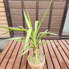 観葉植物　ユッカ　小