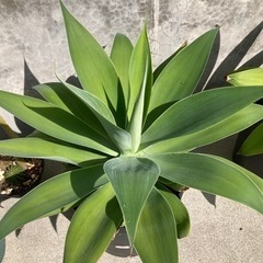 Agave アガベ　アテナータA