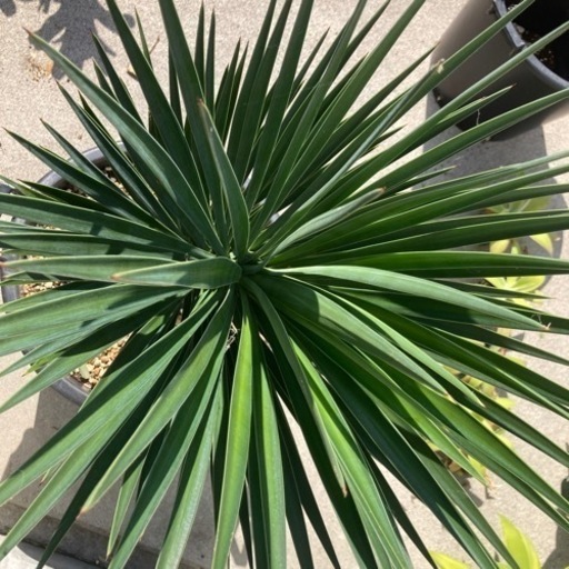 Yucca ユッカ　アロイフォリアA