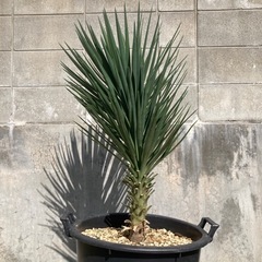 Yucca ユッカ　アロイフォリアA