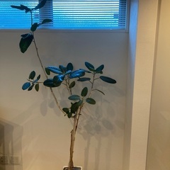 ゴムの木　205センチ