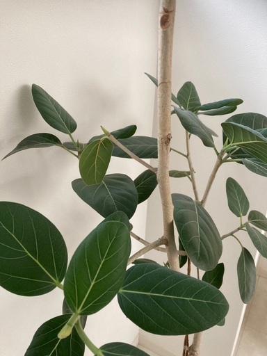 ゴムの木 205センチ - その他 