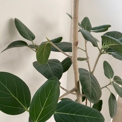 ゴムの木　205センチ