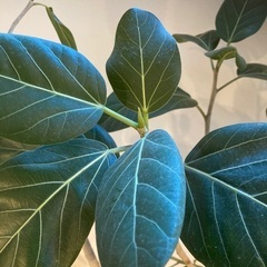 ゴムの木　205センチ