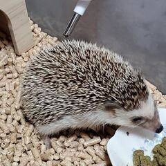 ハリネズミ　1歳　雄