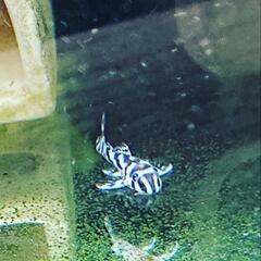 残り5匹となりました！インペリアルゼブラプレコ3匹11100円