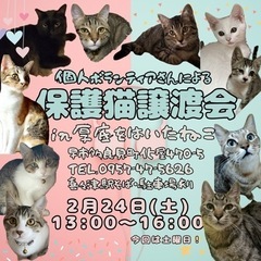 長崎の保護猫譲渡会
