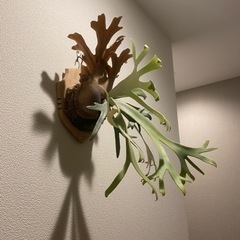 ビカクシダ 各種