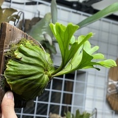 ビカクシダ 各種