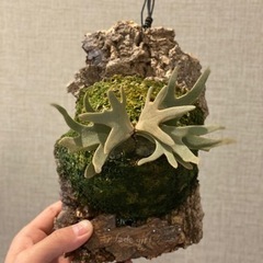 ビカクシダ 各種