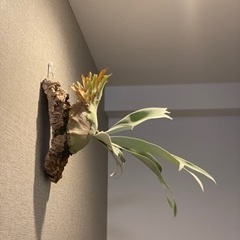 ビカクシダ 各種