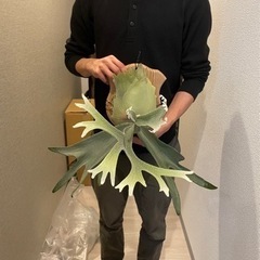 ビカクシダ 各種